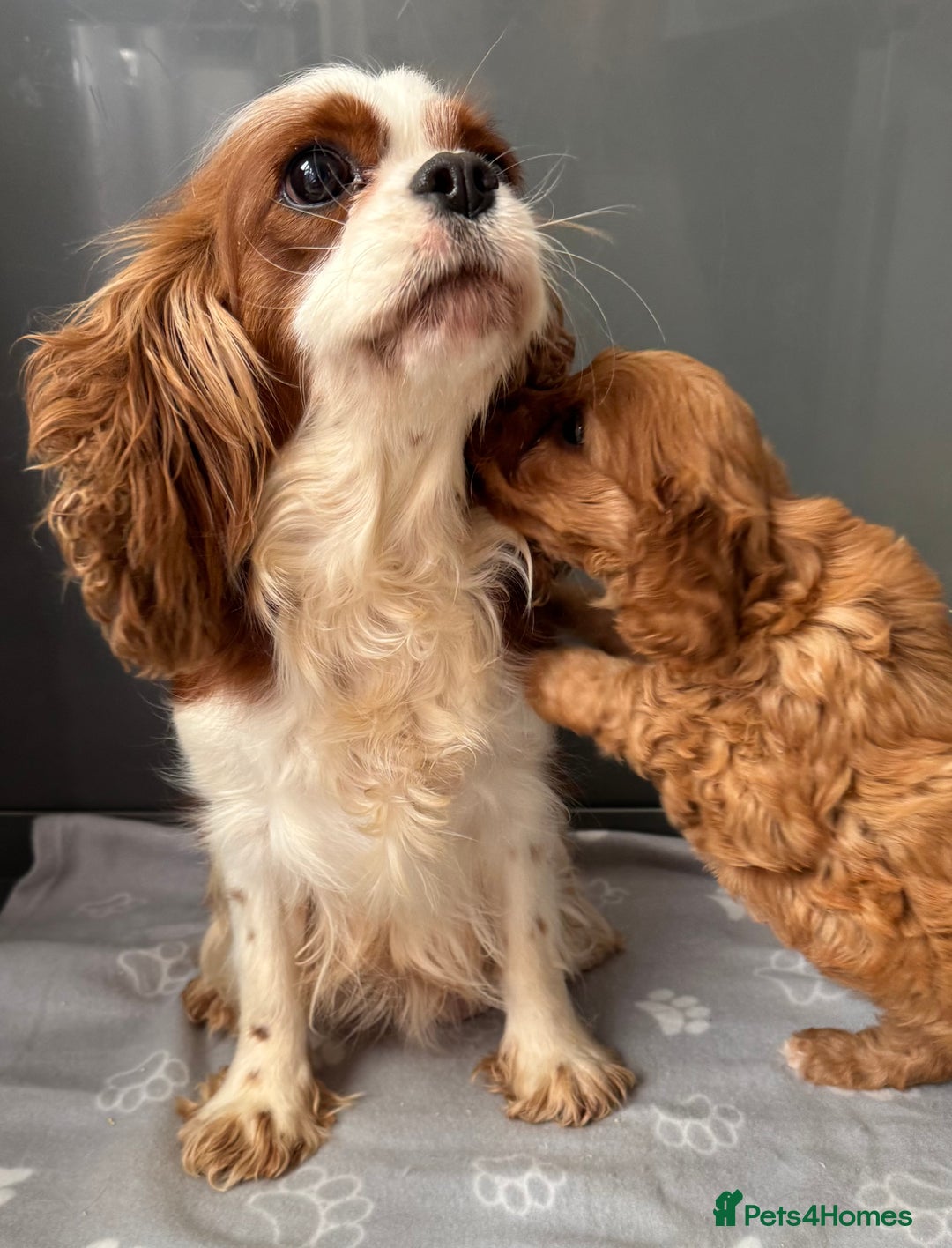 Cavapoo dogs for sale: Fully health tested Cavapoo baby girl 🩷🐶 - Image 4