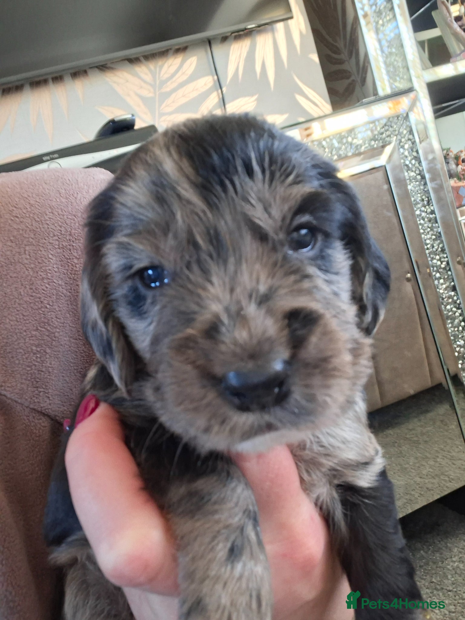 Cocker Spaniel dogs Cocker spaniel pups - Advert 18