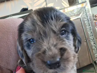 Cocker Spaniel dogs Cocker spaniel pups - Advert 18