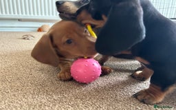 Miniature Dachshund dogs for sale: Miniature Dachshund Pups  in Banbury - Image 27