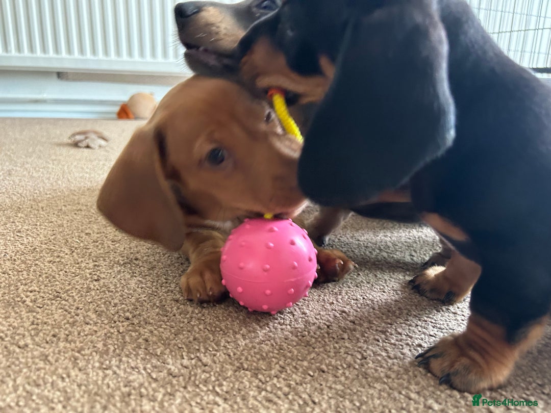 Miniature Dachshund dogs for sale: Miniature Dachshund Pups  in Banbury - Image 27