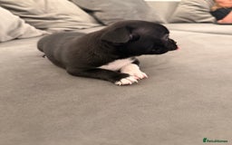 Chihuahua dogs for sale: 1 Stunning Male Apple Head Chihuahua Pup left - Advert 8