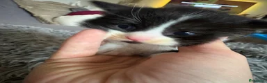Mixed Breed 3