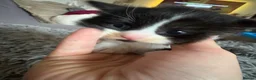 Mixed Breed cats for sale: 4 boys 1 girl - Advert 3