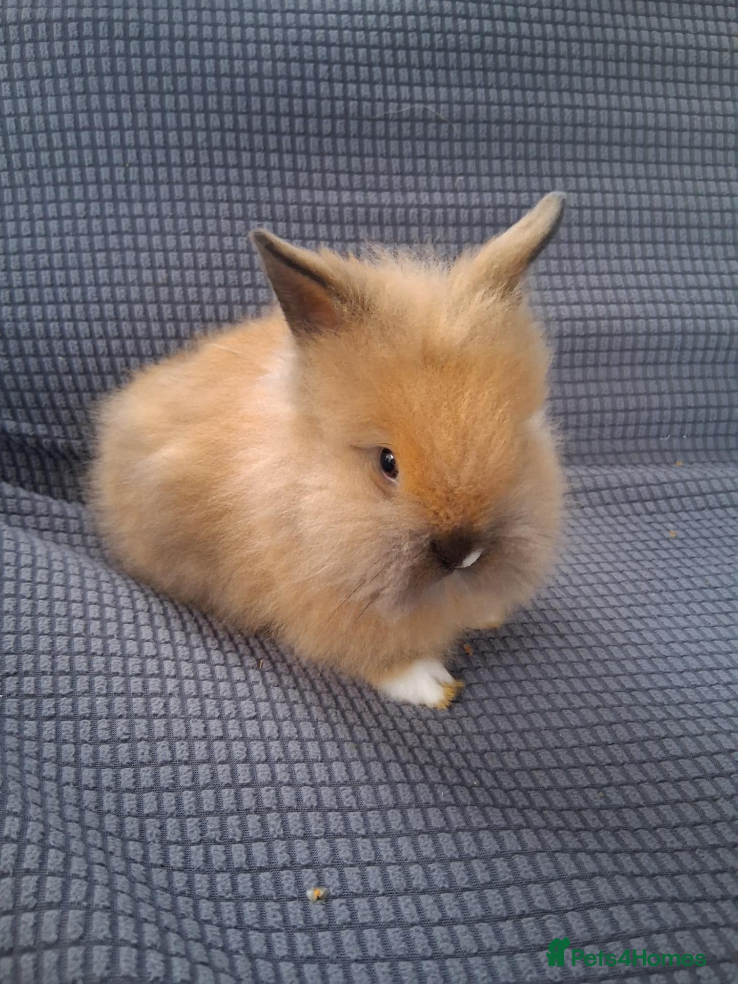Lionhead rabbits for sale: Lionhead Baby bunnies  - Advert 10