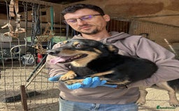 Mixed Breed dogs for adoption: REMY-playful pup/very affectionate/loves dogs  - Advert 3