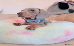 Miniature Dachshund dogs for sale: Miniature Dachshund 5 Star ⭐ Licensed Breeder - Image 16