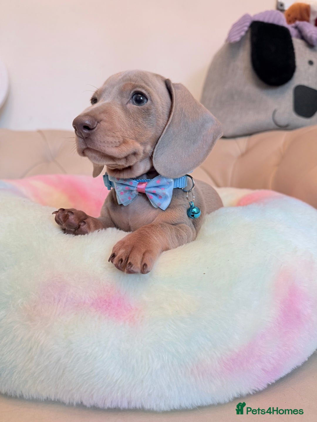 Miniature Dachshund dogs for sale: Miniature Dachshund 5 Star ⭐ Licensed Breeder - Image 16