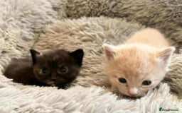 Mixed Breed cats for sale: kittens for sale  - Image 7