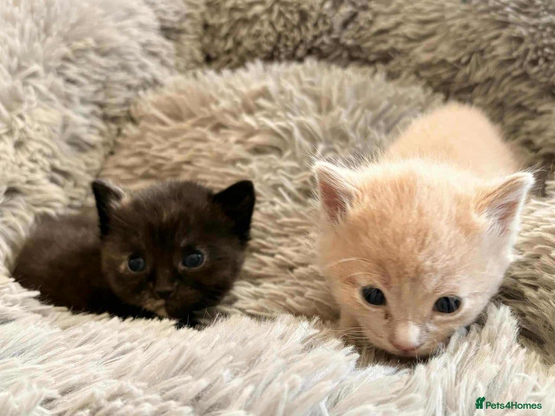 Mixed Breed cats for sale: kittens for sale  - Image 7