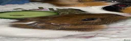 Guinea Pig rodents for sale: Son and Male guinea pig 10 month old - Advert 2