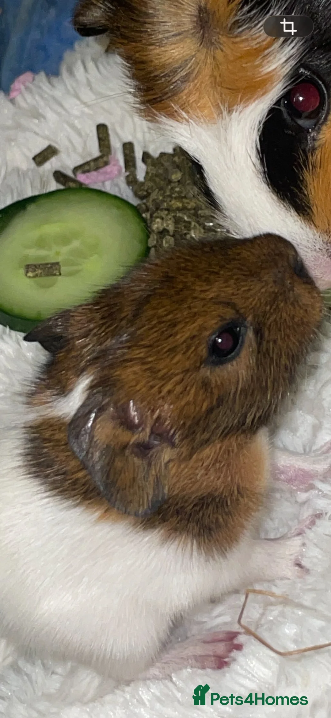Guinea Pig rodents for sale: Son and Male guinea pig 10 month old - Advert 2