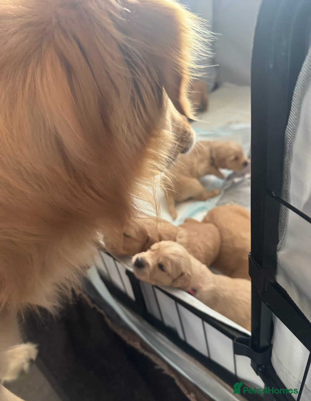 Golden Retriever dogs for stud: 5th Generation 2yo Toasted Golden Retriever - Advert 7