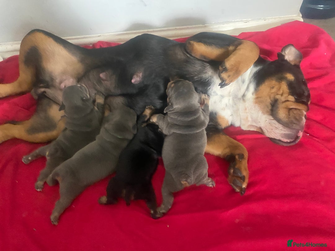 English Bulldog dogs for sale: English bulldog puppies for sale  - Advert 12