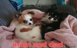 Chihuahua dogs for sale: Chihuahuas puppy's   - Image 35