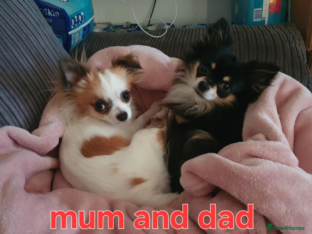 Chihuahua dogs for sale: Chihuahuas puppy's   - Image 35