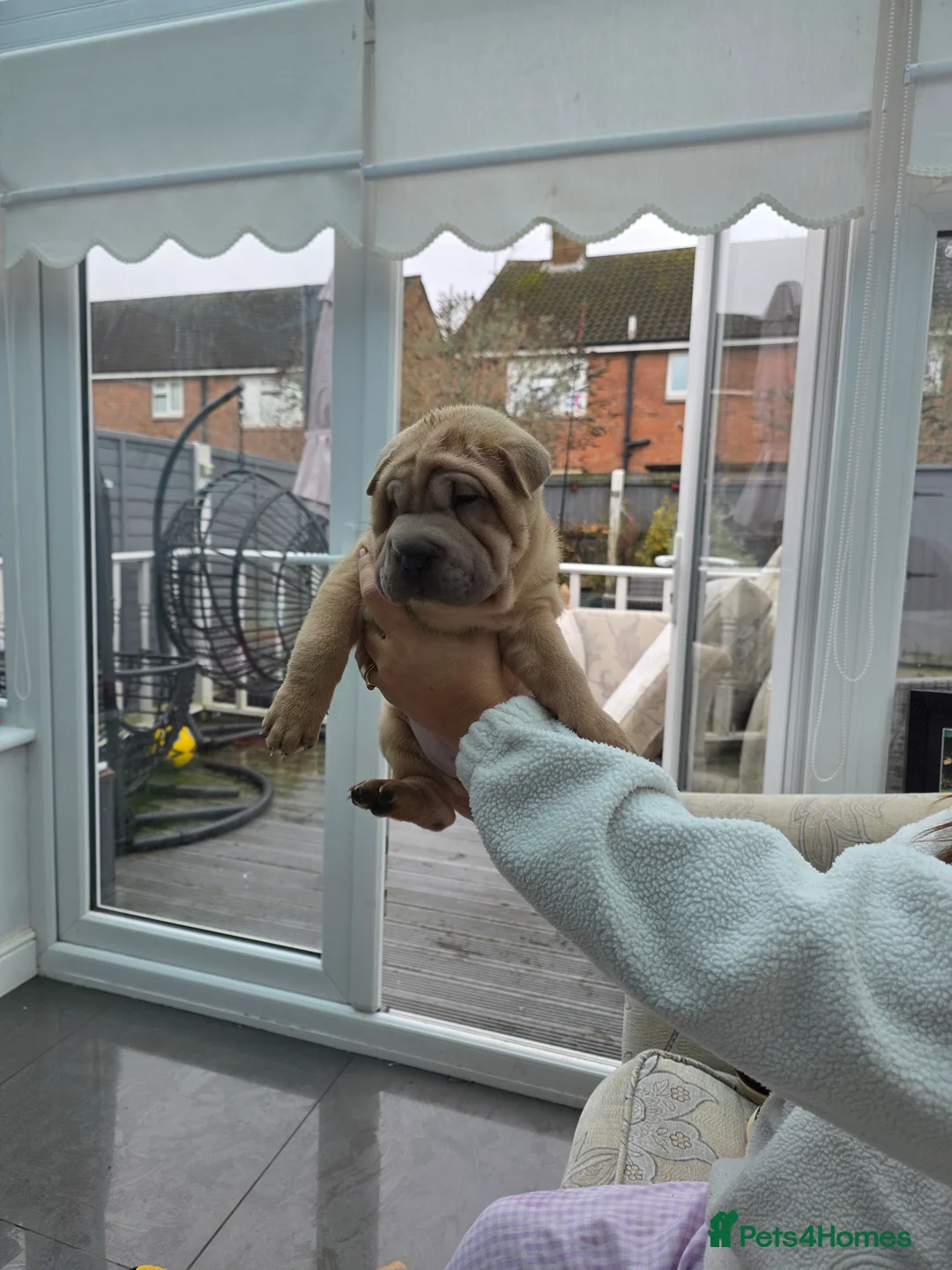 Shar Pei dogs for sale: Shar pei puppies in Walsall - Advert 7
