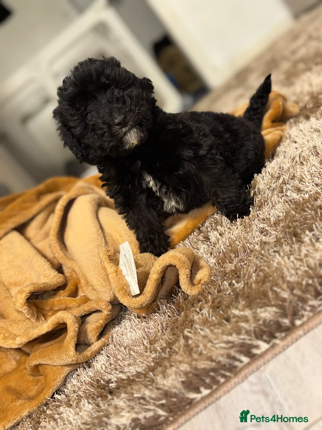 Sheepadoodle dogs for sale: Micro mini Sheepadoodles 1 bou Left! - Advert 1