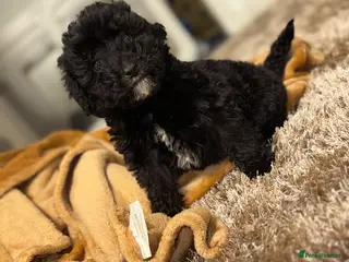 Sheepadoodle dogs Micro mini Sheepadoodles 1 girl Left! - Advert 2