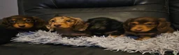 Miniature Dachshund dogs for sale: 4 beautiful longhaired babies - Advert 20