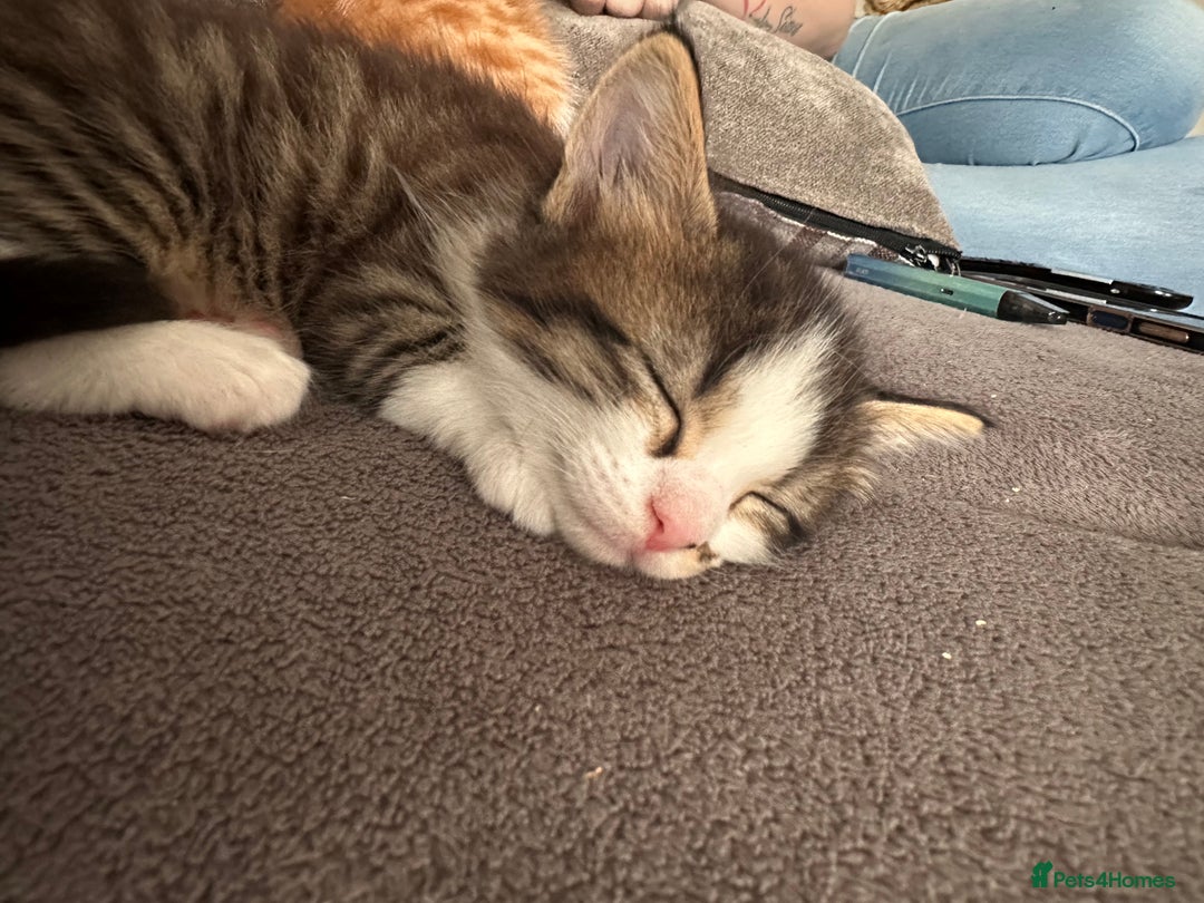 Maine Coon cats for sale: Male Main cook cross kitten  - Image 4