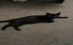 British Shorthair cats for sale: 5 gorgeous kittens - Image 2