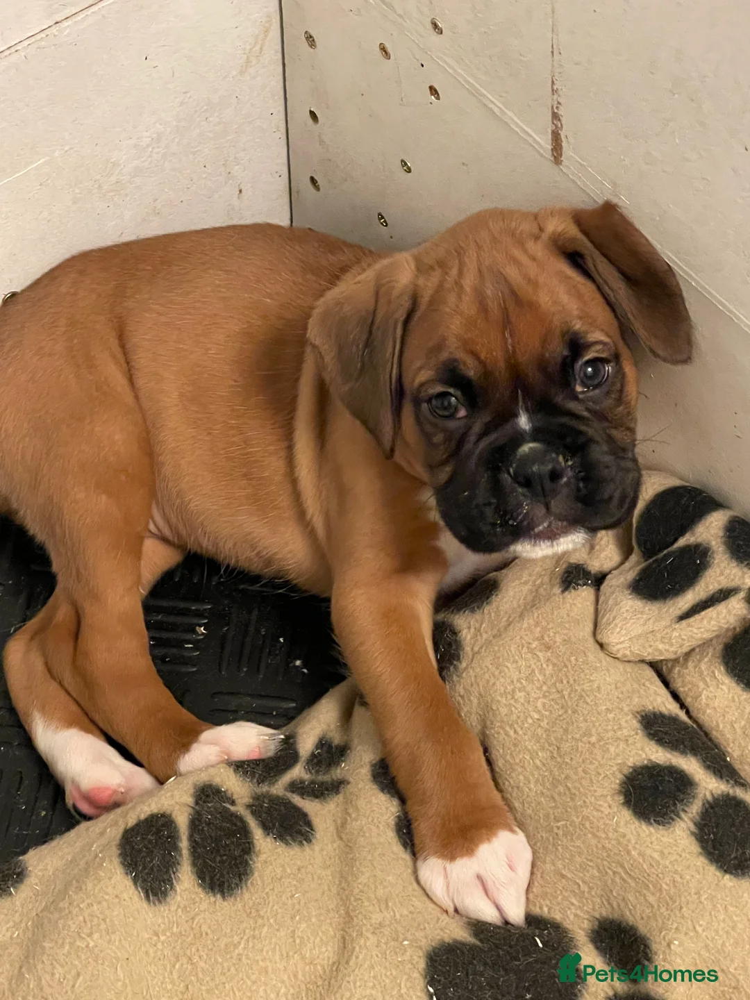 Boxer dogs for sale:  Stunning KC reg bobtailed boxers *1 girl left* - Advert 13
