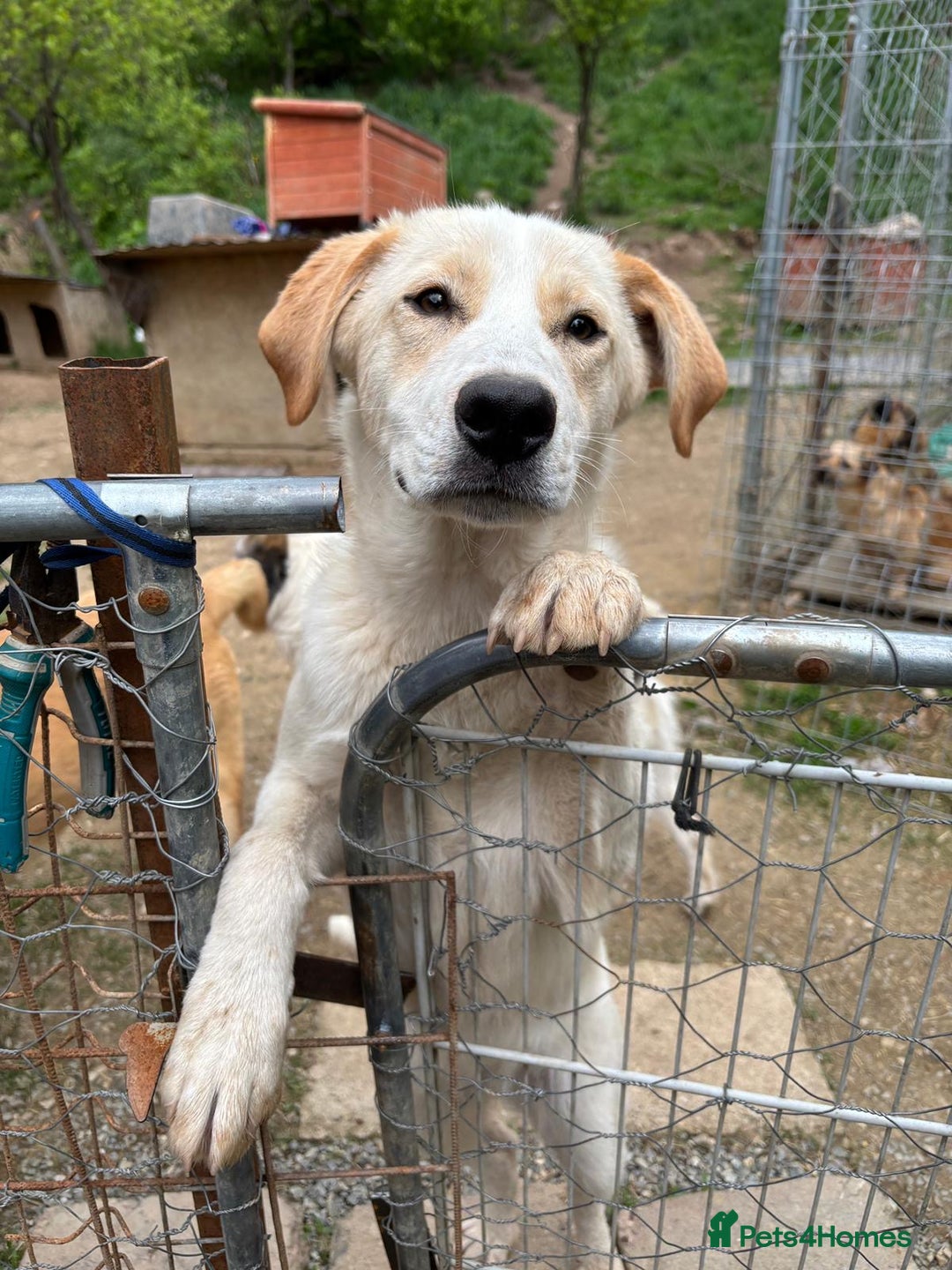 Mixed Breed dogs for adoption: Friendly 7 month old pup needs a home! - Image 5