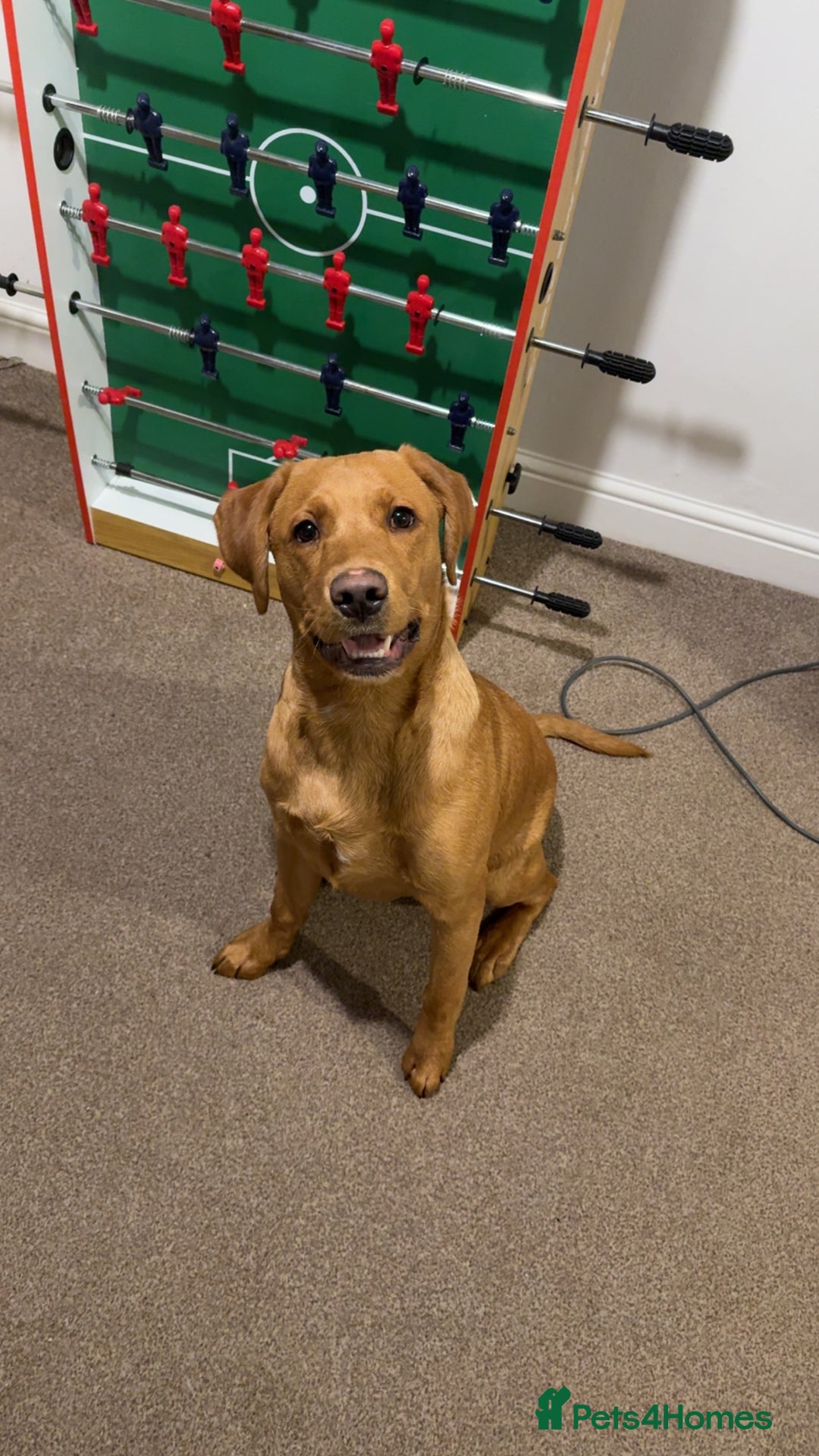 Labrador Retriever dogs for sale: Red Fox Lab Pedigree For Sale - Advert 3