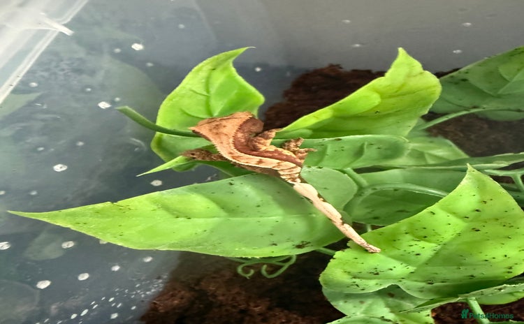 Gecko reptiles - Advert 1
