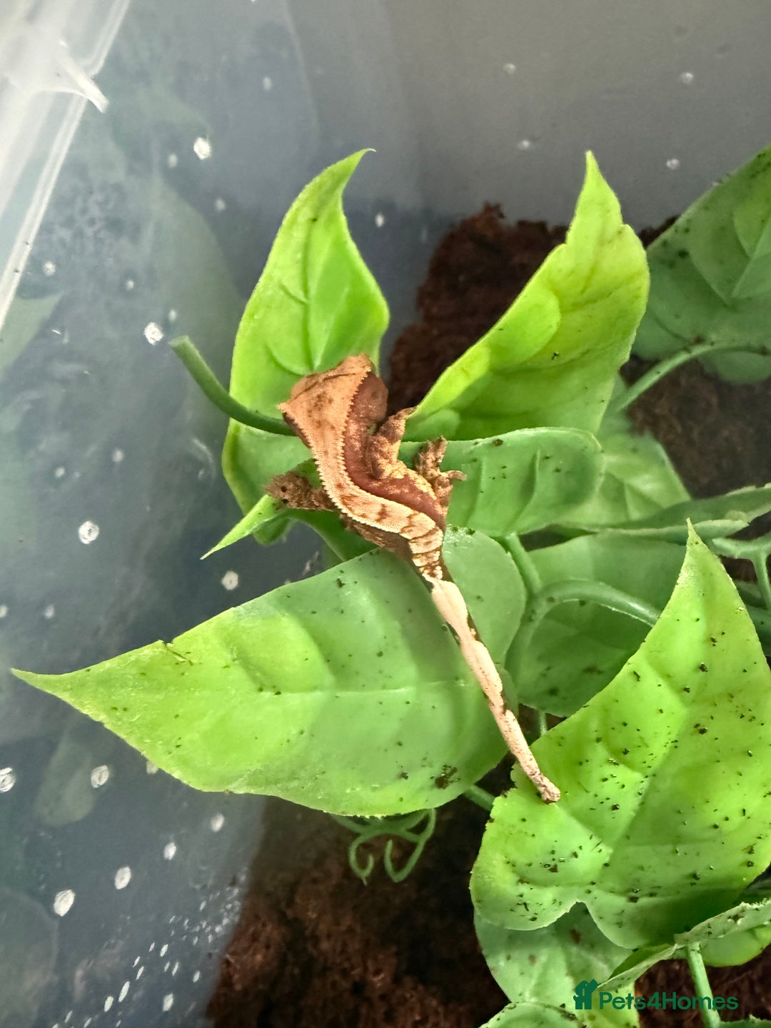 Gecko reptiles for sale: Crested gecko babies  - Image 1