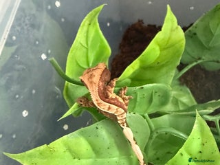 Gecko reptiles - Advert 12