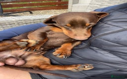 Miniature Dachshund dogs for stud: Stud Available  - Image 2