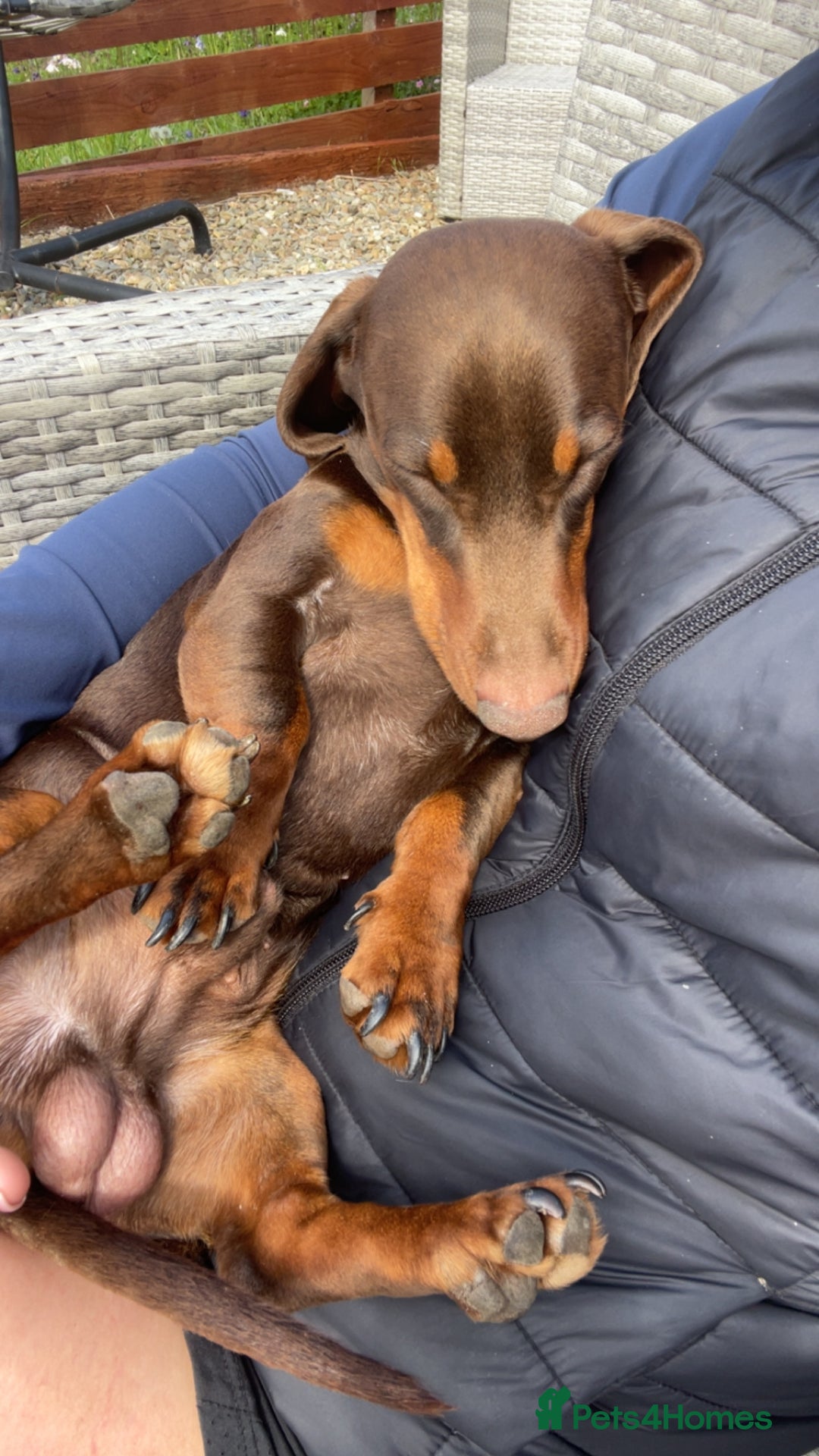 Miniature Dachshund dogs for stud: Stud Available  - Image 2
