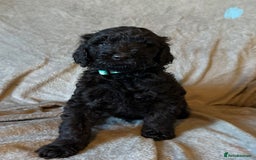 Labradoodle dogs for sale:  Standard Labradoodle puppies  - Image 9