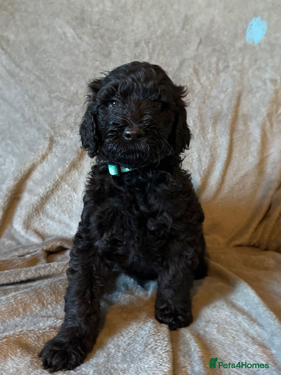 Labradoodle dogs for sale:  Standard Labradoodle puppies  - Image 9