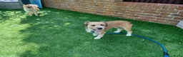 Mixed Breed dogs for adoption: Betsey 🩷 in Bournemouth - Advert 3