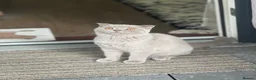 Scottish Fold cats for sale: Scottish Fold/British Shorthair  - Advert 4