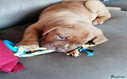 Dogue De Bordeaux dogs for sale: Gorgeous DOUGUE Babies - Image 22