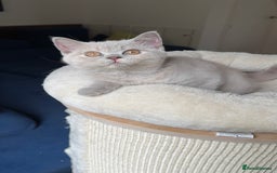 British Shorthair cats for sale: 💎READY  🍑BSH LILAC CREAM GIRL 13 weeks old - Image 1