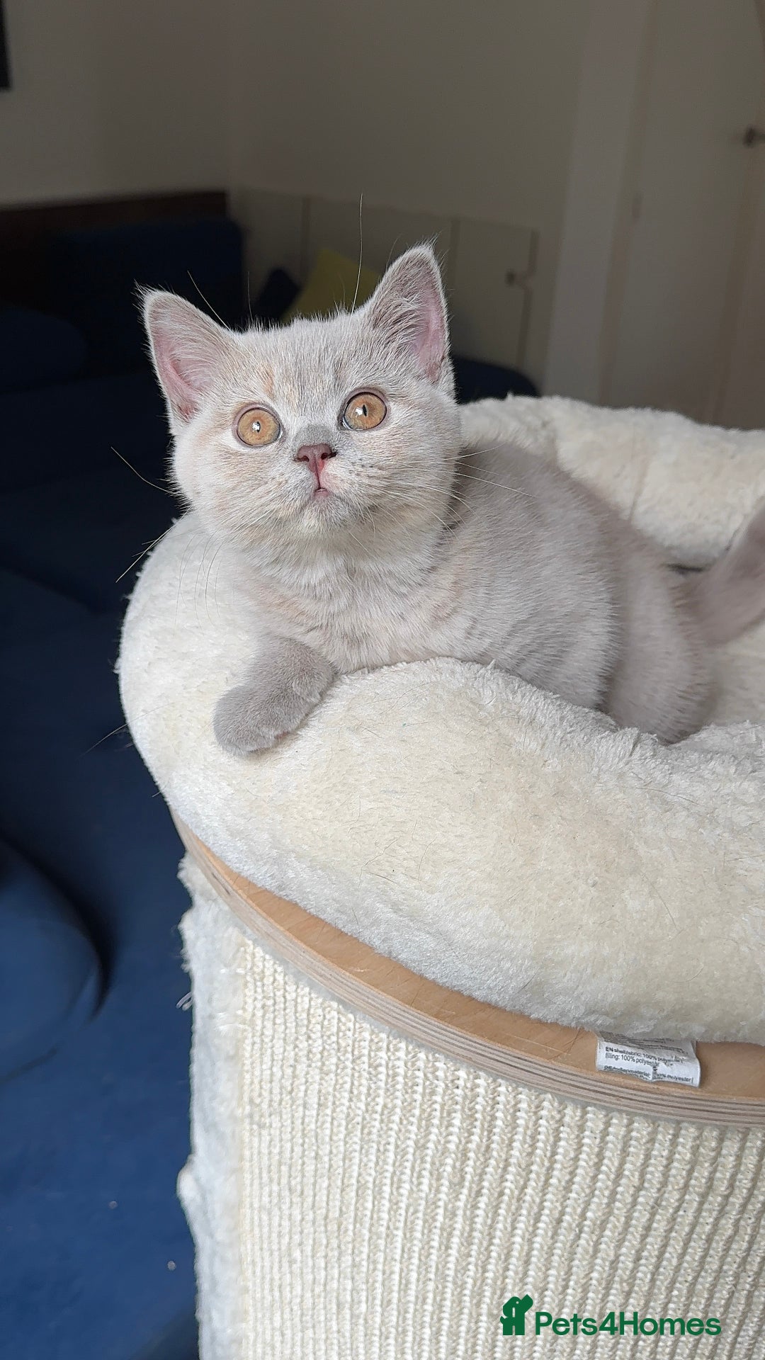 British Shorthair cats for sale: 💎READY  🍑BSH LILAC CREAM GIRL 13 weeks old - Image 1