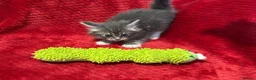 Maine Coon cats for sale: 6 Beautiful Maine Coon crossed Ragdoll kittens - Advert 3