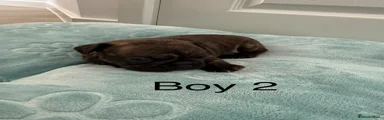 Boy 2