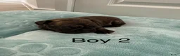 French Bulldog dogs for sale: Beautiful Litter of French Bulldogs  - Advert 14
