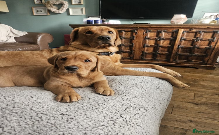 Goldador dogs - Advert 1