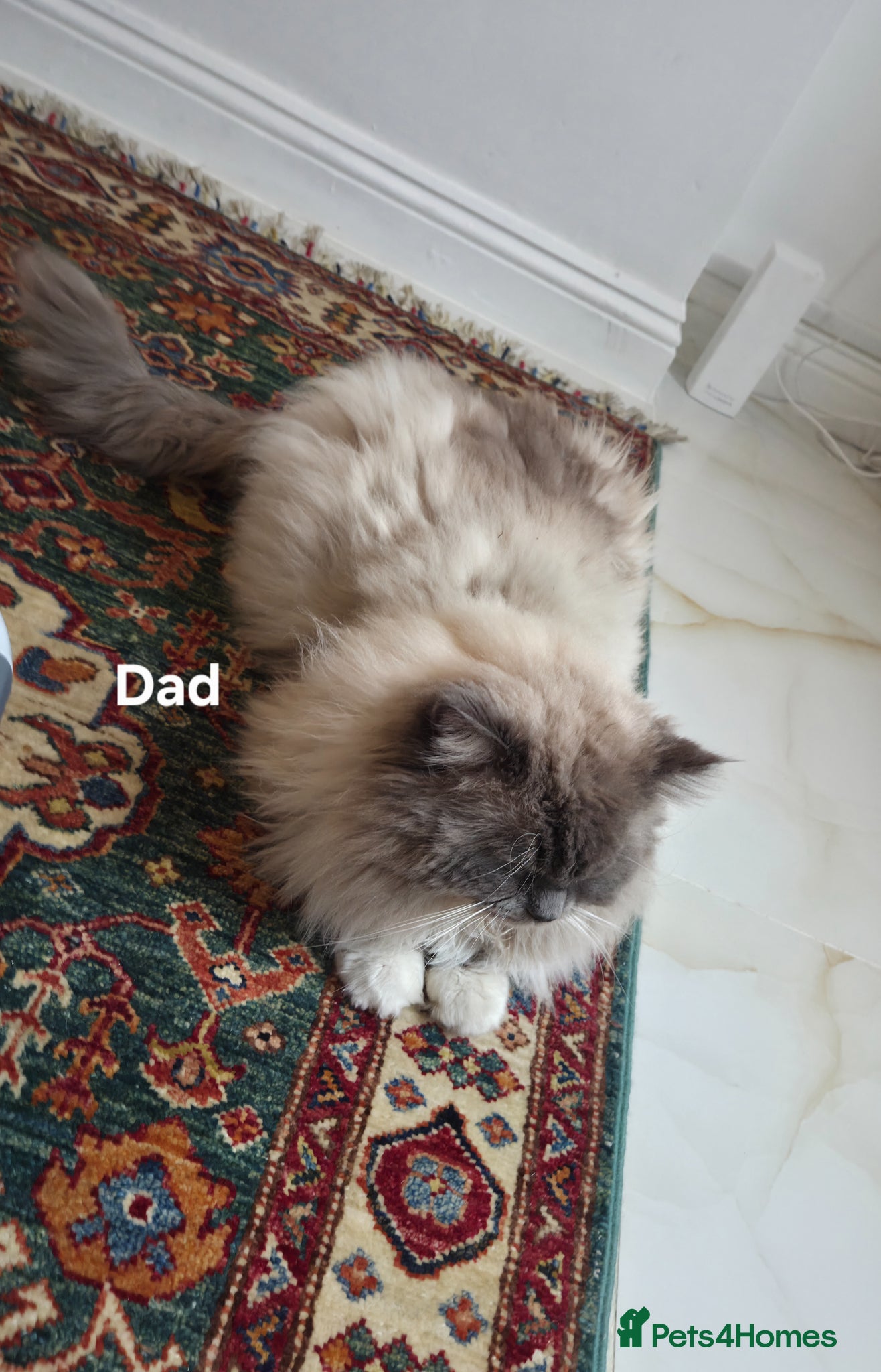 Ragdoll cats Fluffy Blue-Eyed Ragdoll Kittens - Advert 13