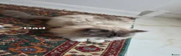Ragdoll cats for sale: Fluffy Blue-Eyed Ragdoll Kittens - Advert 3