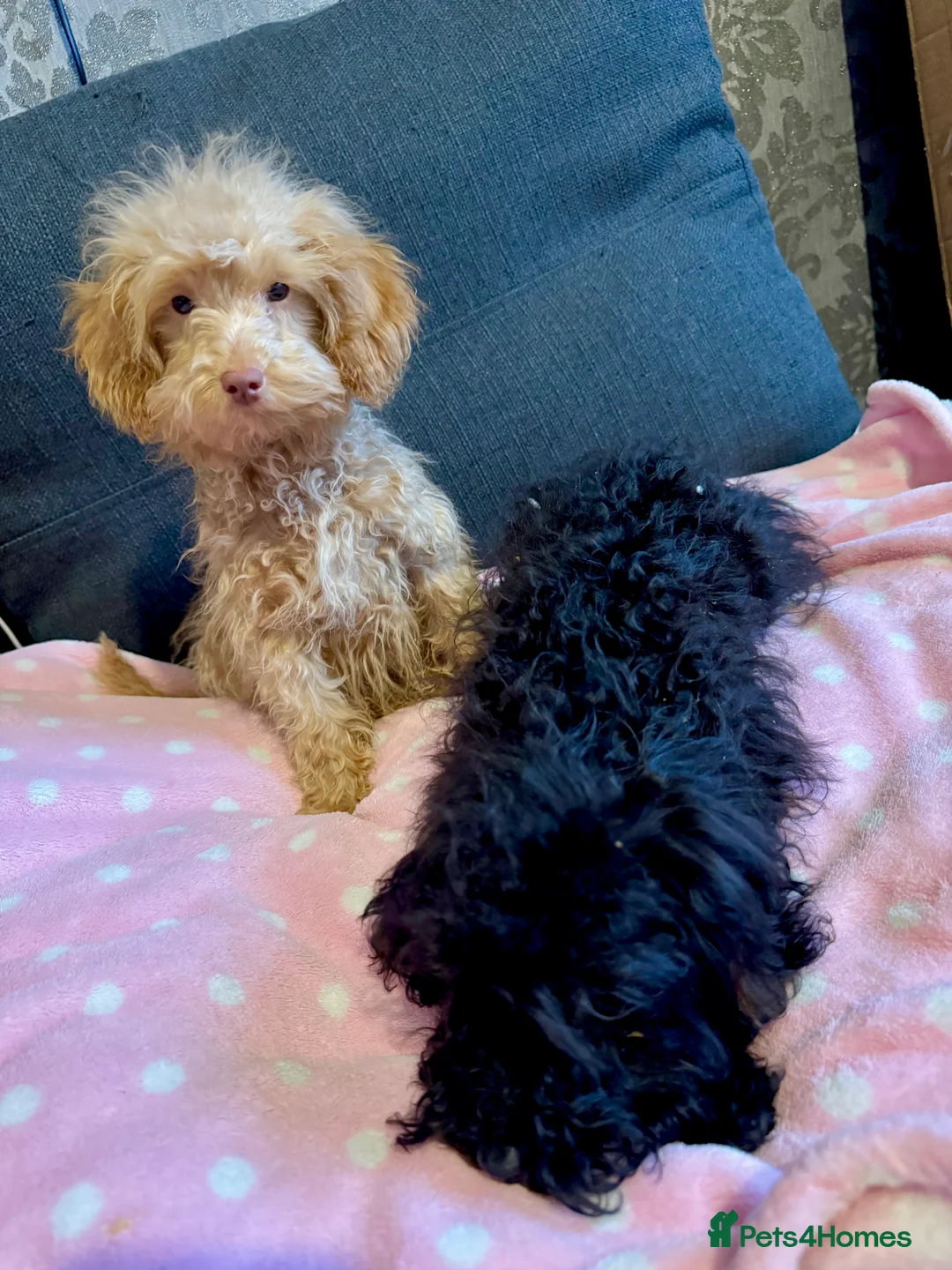 Cockapoo dogs for sale: Poodle  - Advert 6