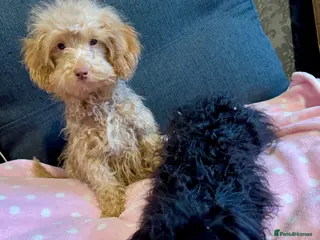 Cockapoo dogs Poodle miniature - Advert 15