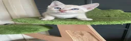 Bengal cats for sale: BEAUTIFUL❤️ OUTSTANDING FELINES KITTENS 🐈‍⬛❤️ - Advert 6